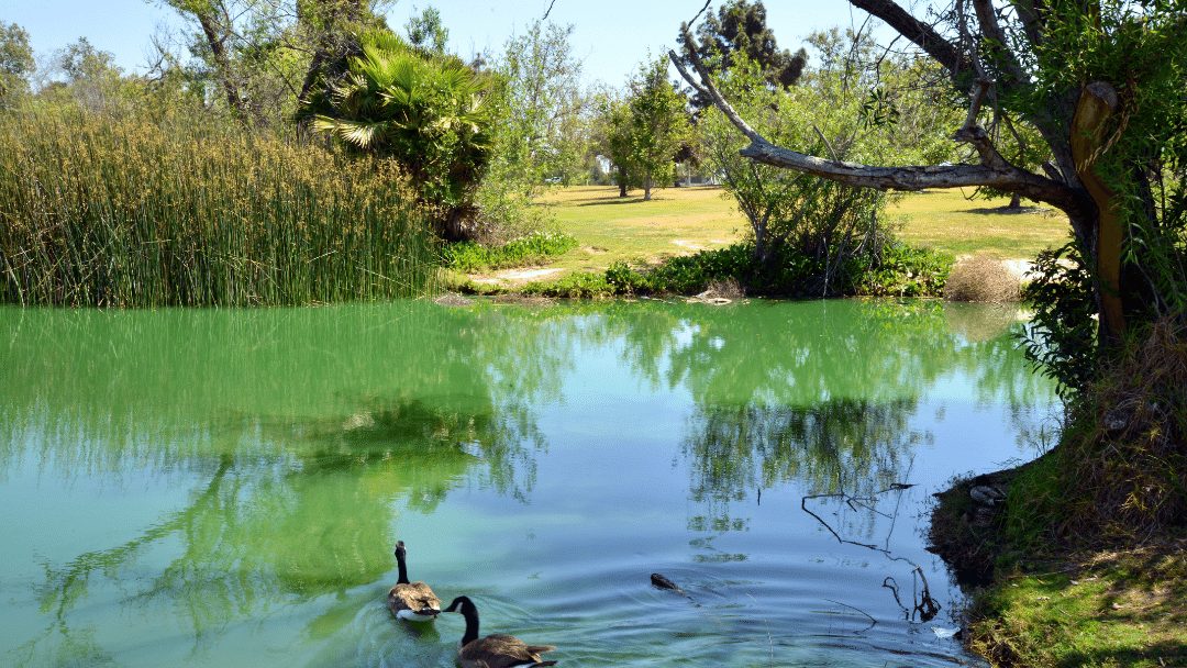 Why do lakes turn green? CRITTERFACTS