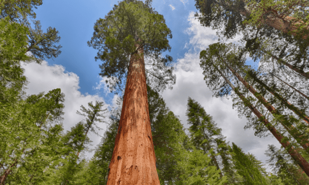 5 Amazing Facts about Giant Sequoia Trees