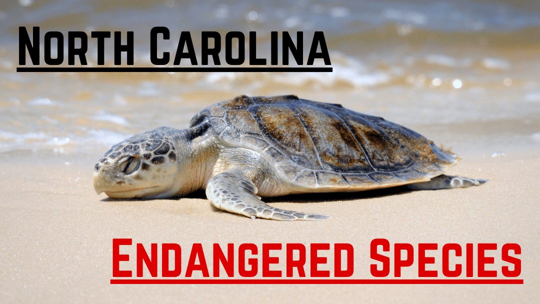 5 Magnificent North Carolina Animals We Need to Save From Extinction