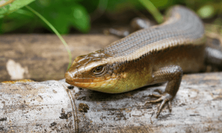 March of the Salamanders