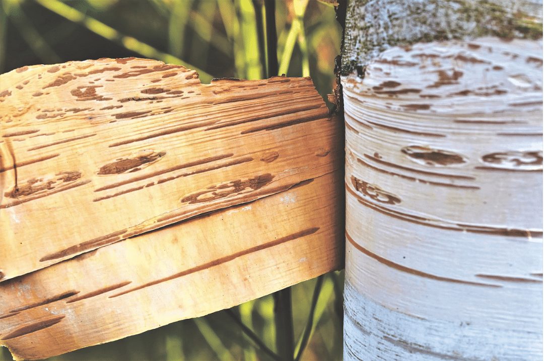 schälbirke birch bark tree