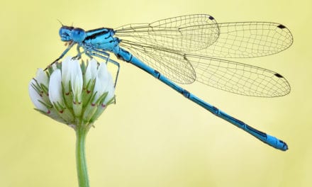 Azure Damselfly