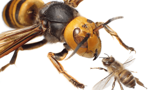 ASIAN GIANT HORNET