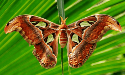 Atlas Moth