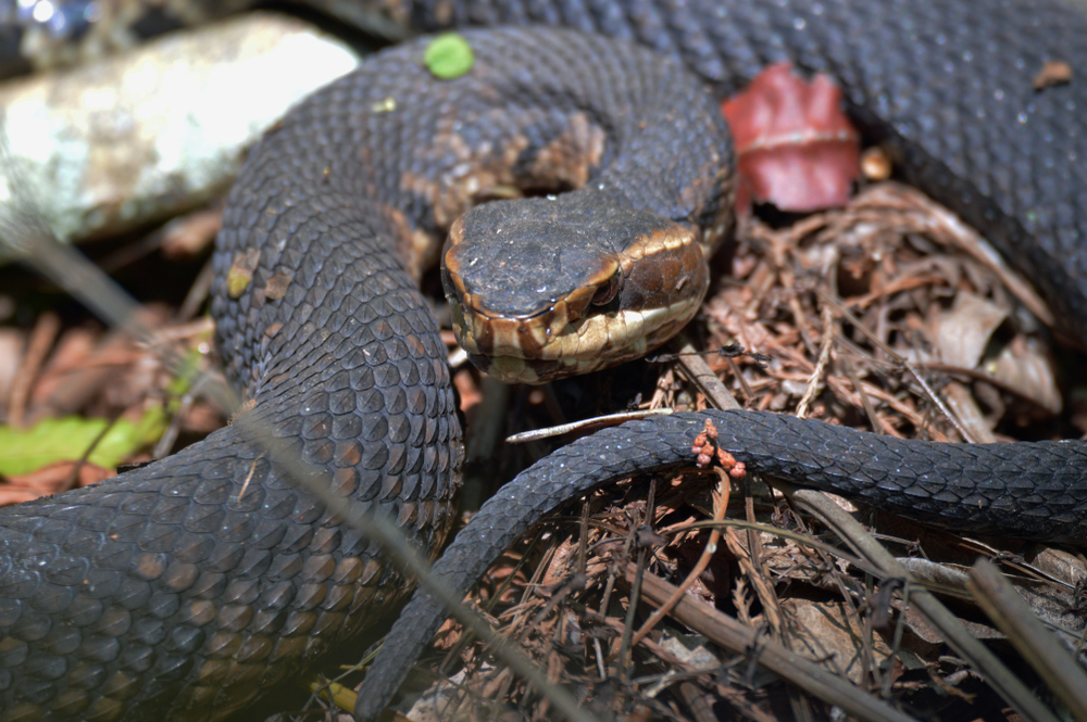 Cottonmouth Facts - CRITTERFACTS