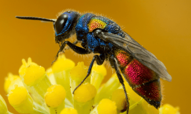 Cuckoo Wasp