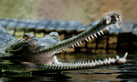 Gharial