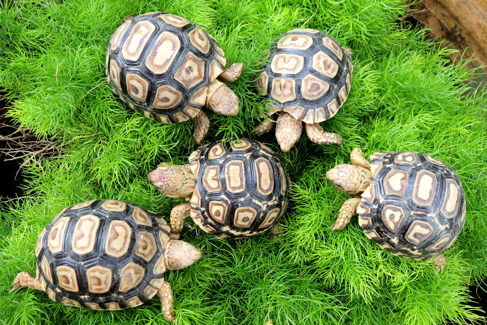 Leopard Tortoise Facts - CRITTERFACTS