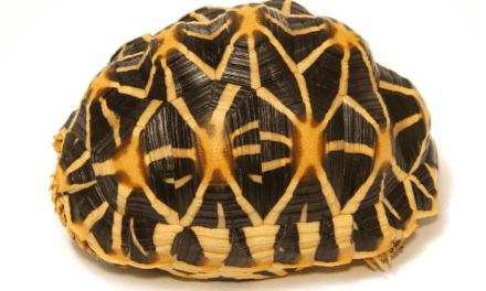 Indian Star Tortoise
