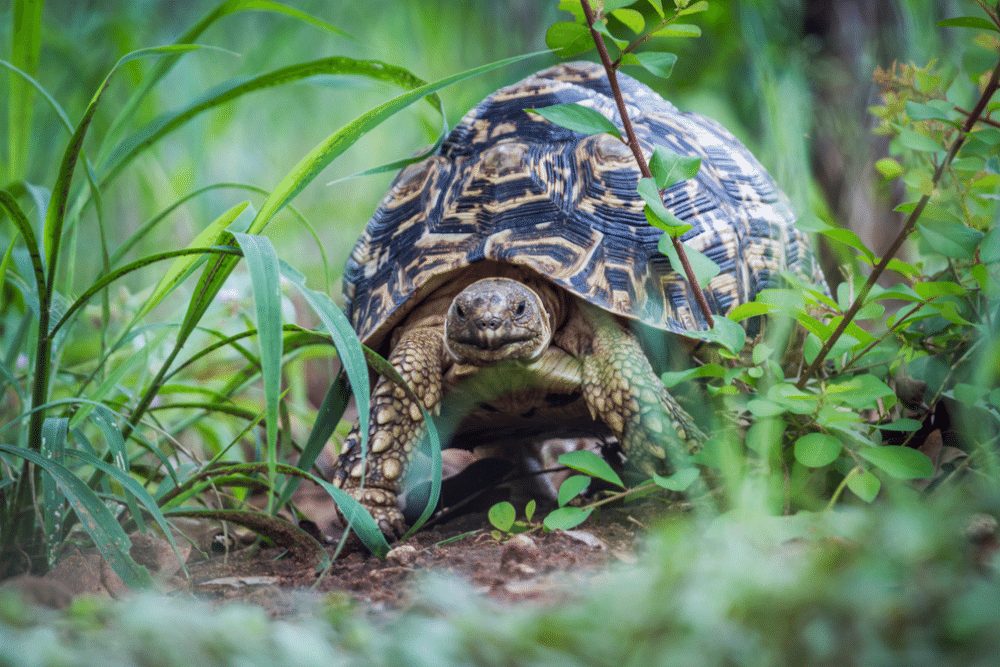 Leopard Tortoise Facts - CRITTERFACTS