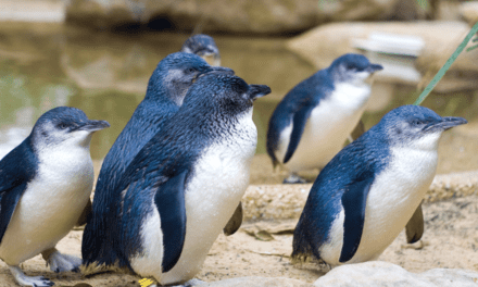 Little Blue Penguin