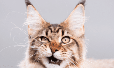 Maine Coon