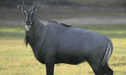 Nilgai
