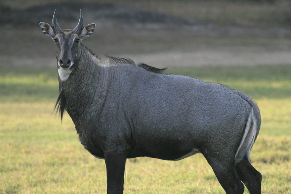 Nilgai Facts - CRITTERFACTS