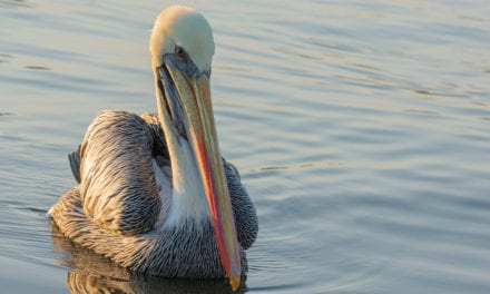 Peruvian Pelican