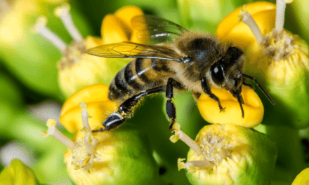 Pollinators in Pain: How You Can Help