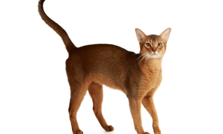 Abyssinian