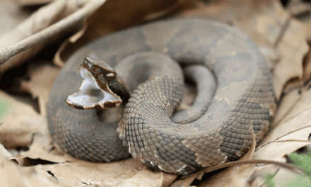 Cottonmouth