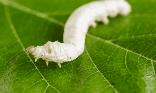 Silkworm