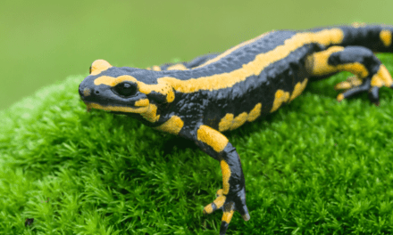Spring Salamanders