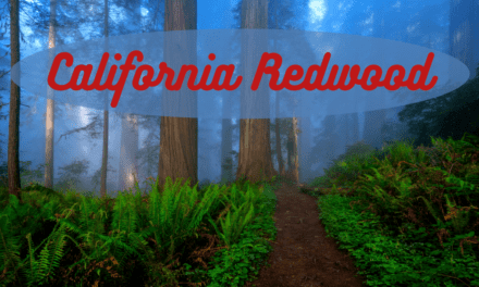 The California Redwood: A Troubled Past but Promising Future