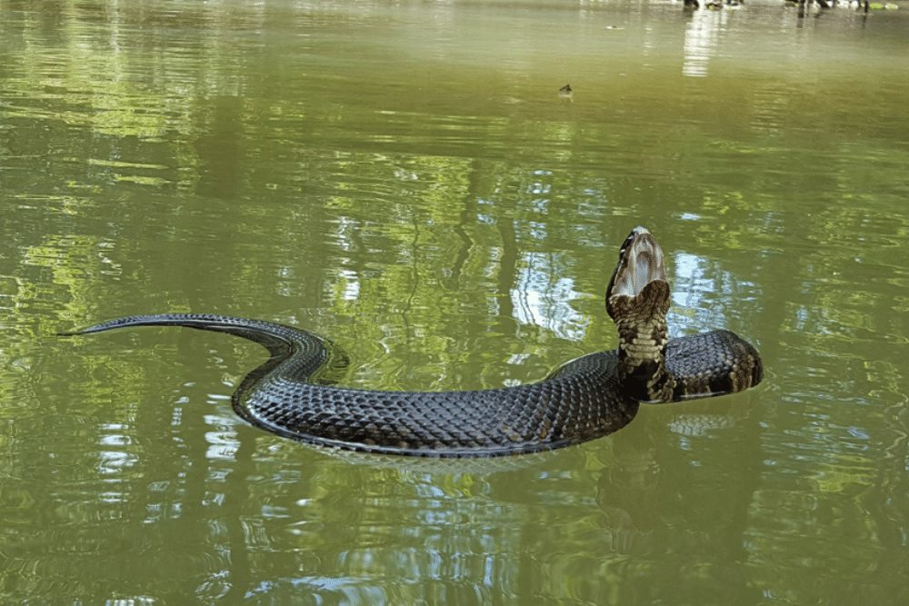 Cottonmouth Facts - CRITTERFACTS