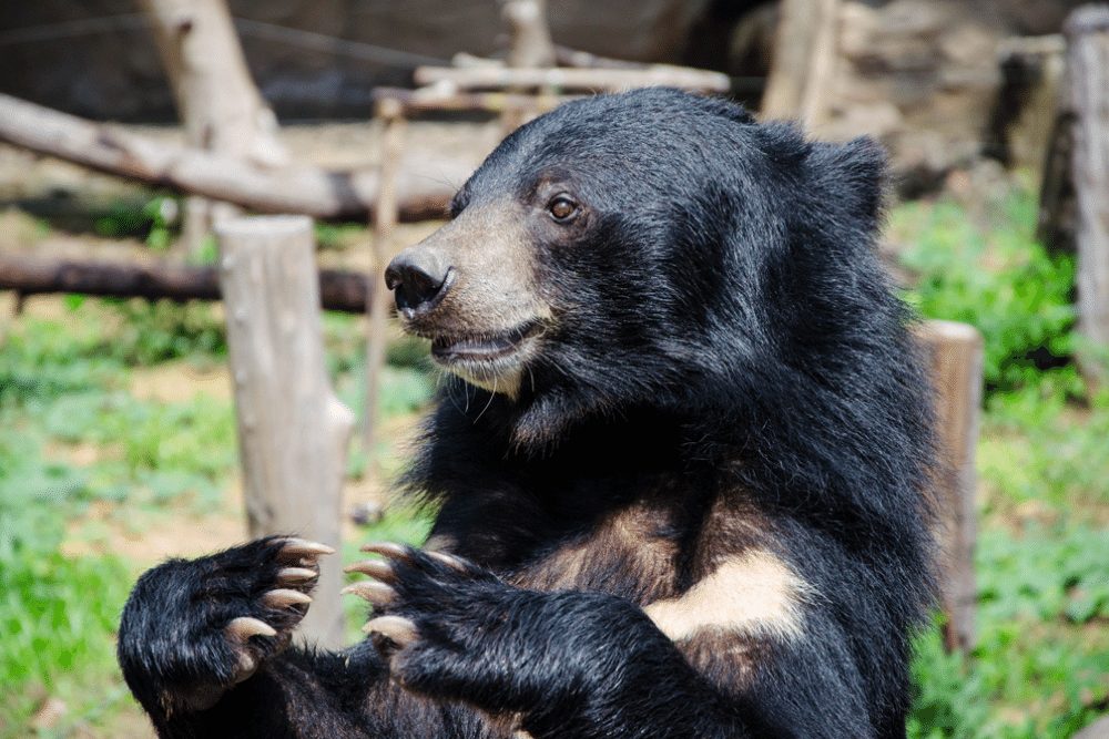 Moon Bear Facts - CRITTERFACTS