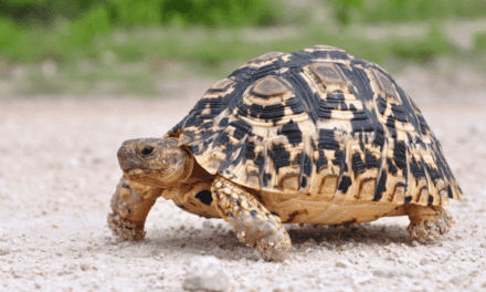 Leopard Tortoise