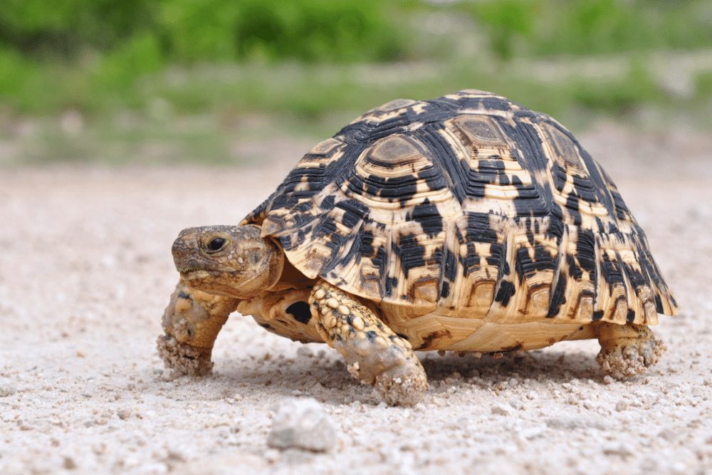 leopard tortoise shell