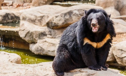Moon Bear