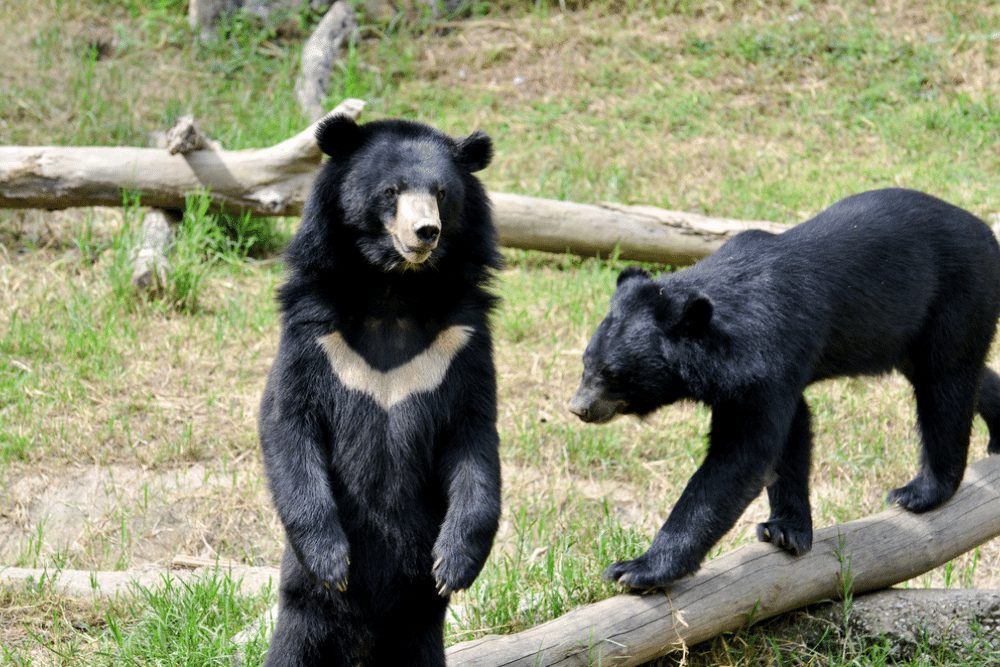 moon Bear Sparkletour ca moon Bear Sparkletour ca