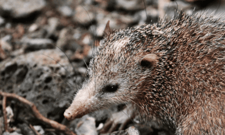 Common Tenrec
