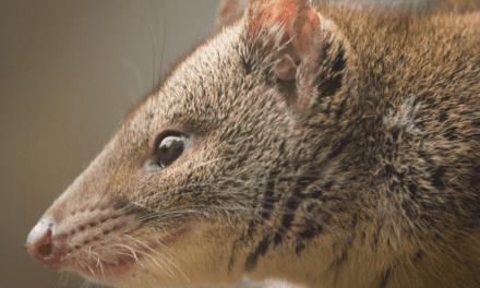 Quoll