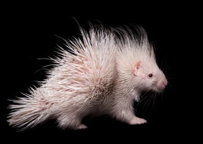 Albino indian crested Porcupine baby