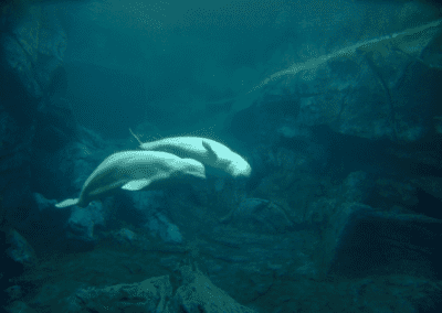 Aquarium pair of Beluga whales (Delphinapterus leucas) in courtship