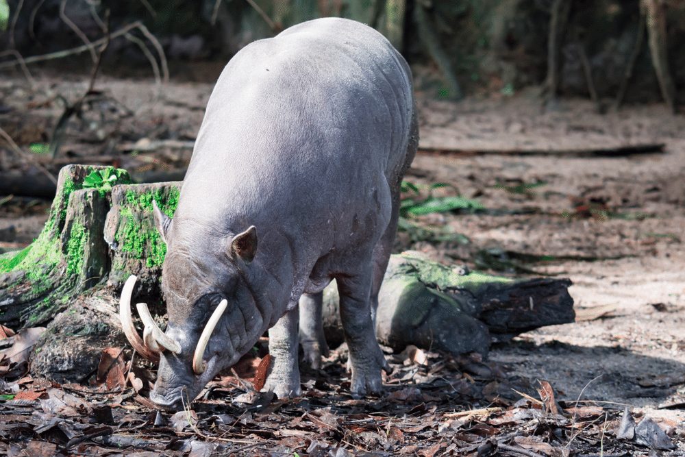 Babirusa Facts | CRITTERFACTS