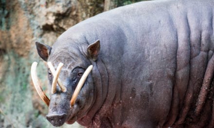 Babirusa