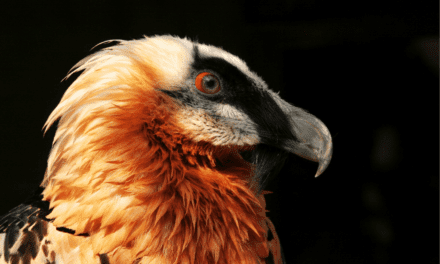 Bearded Vulture