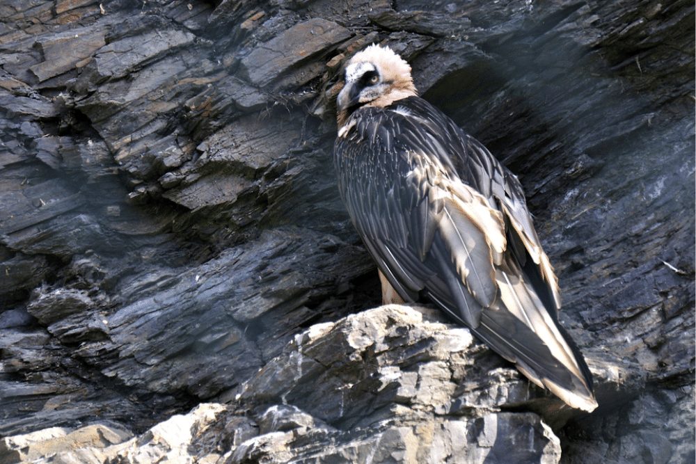 Bearded Vulture Facts - CRITTERFACTS