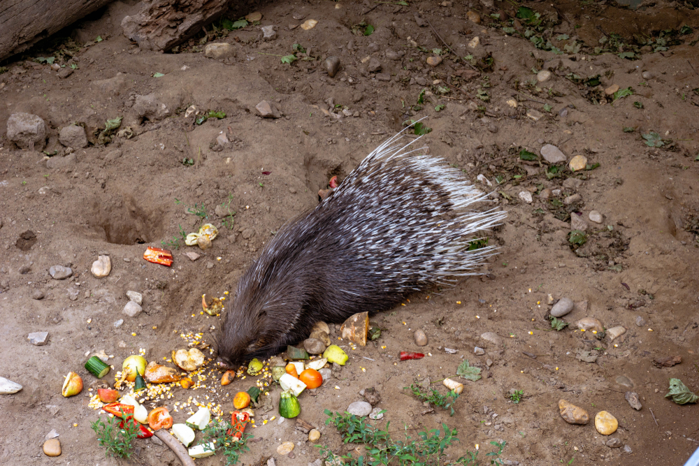 Crested porcupine eats fruit