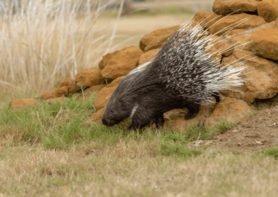 Crested porcupine walking over rocks