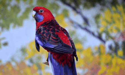 Crimson Rosella