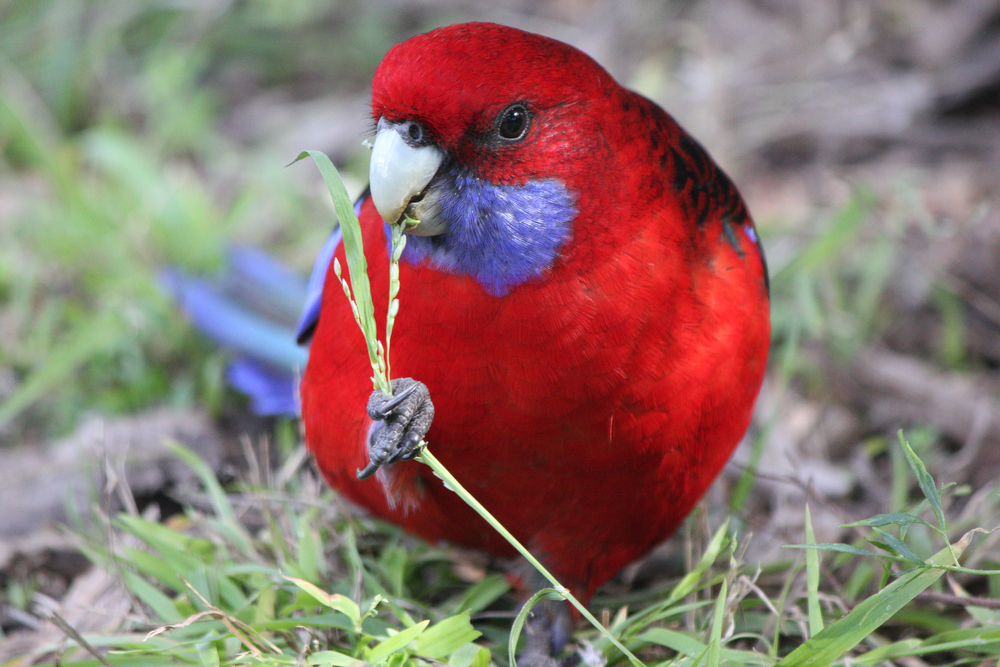 Crimson Rosella bird eating flower Crimson Rosella bird eating flower