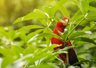 Crimson Rosella in the forest