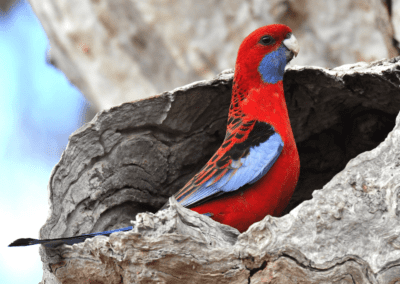 Crimson Rosella in tree