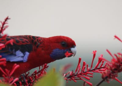 Crimson rosella feeding on Garden plant