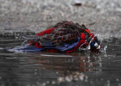 Crimson rosella taking a bath