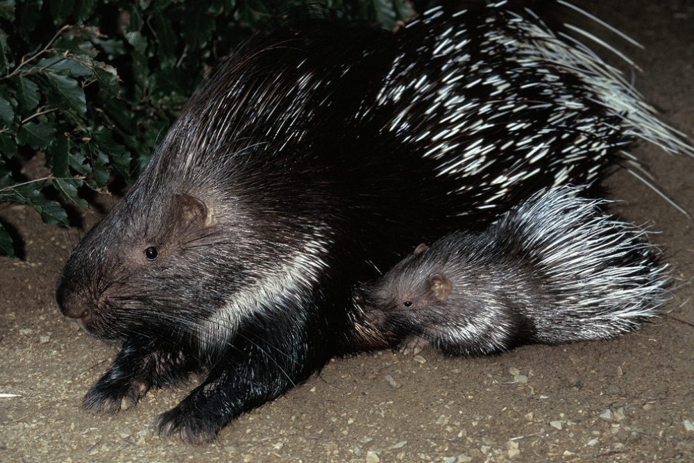 Female crested porcupine with Young