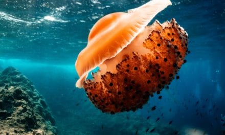 Fried Egg Jellyfish