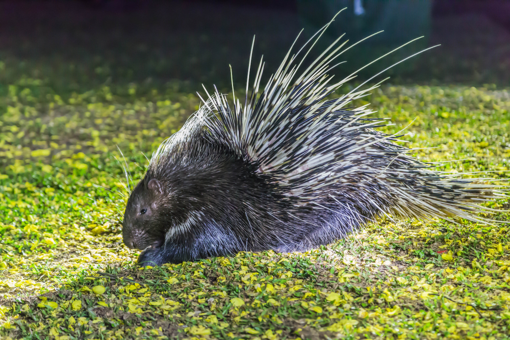 Full-body shot of crested porcupine